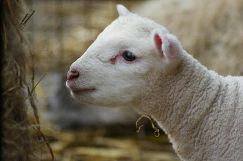 Lamb at Dean City Farm and Riding School 