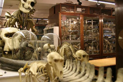  Inside the Grant Museum of Zoology 