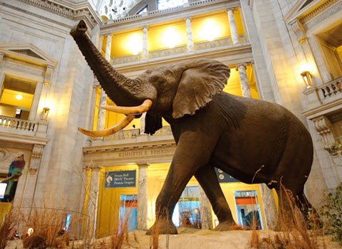 Elephant at the Natural History Museum 