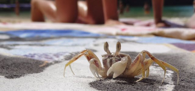 Crab on Railay beach
