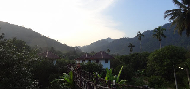 Rain Forest in Koh Lanta
