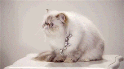 Shocked cat