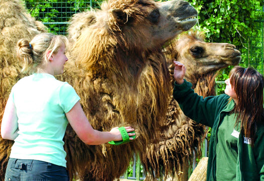zookeeper for a day 